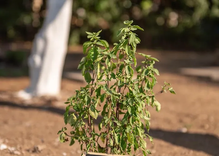Pirgali Stone House Prázdninový dům *