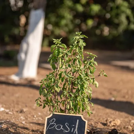 Pirgali Stone House 度假居 *