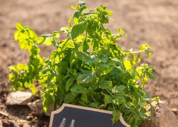 Pirgali Stone House Ampavris