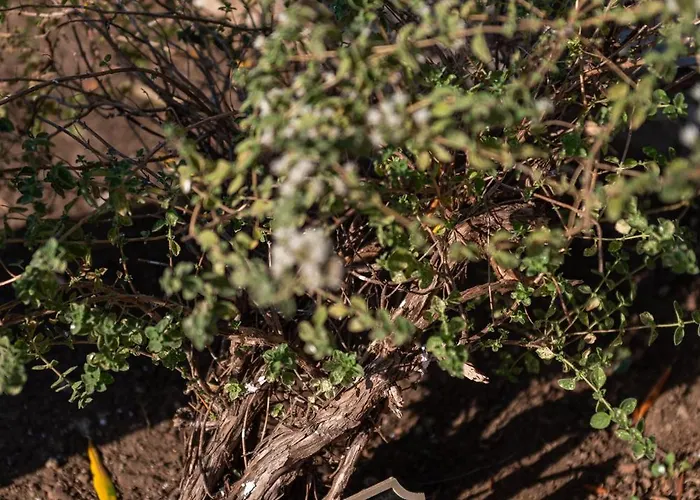 Pirgali Stone House Hébergement de vacances